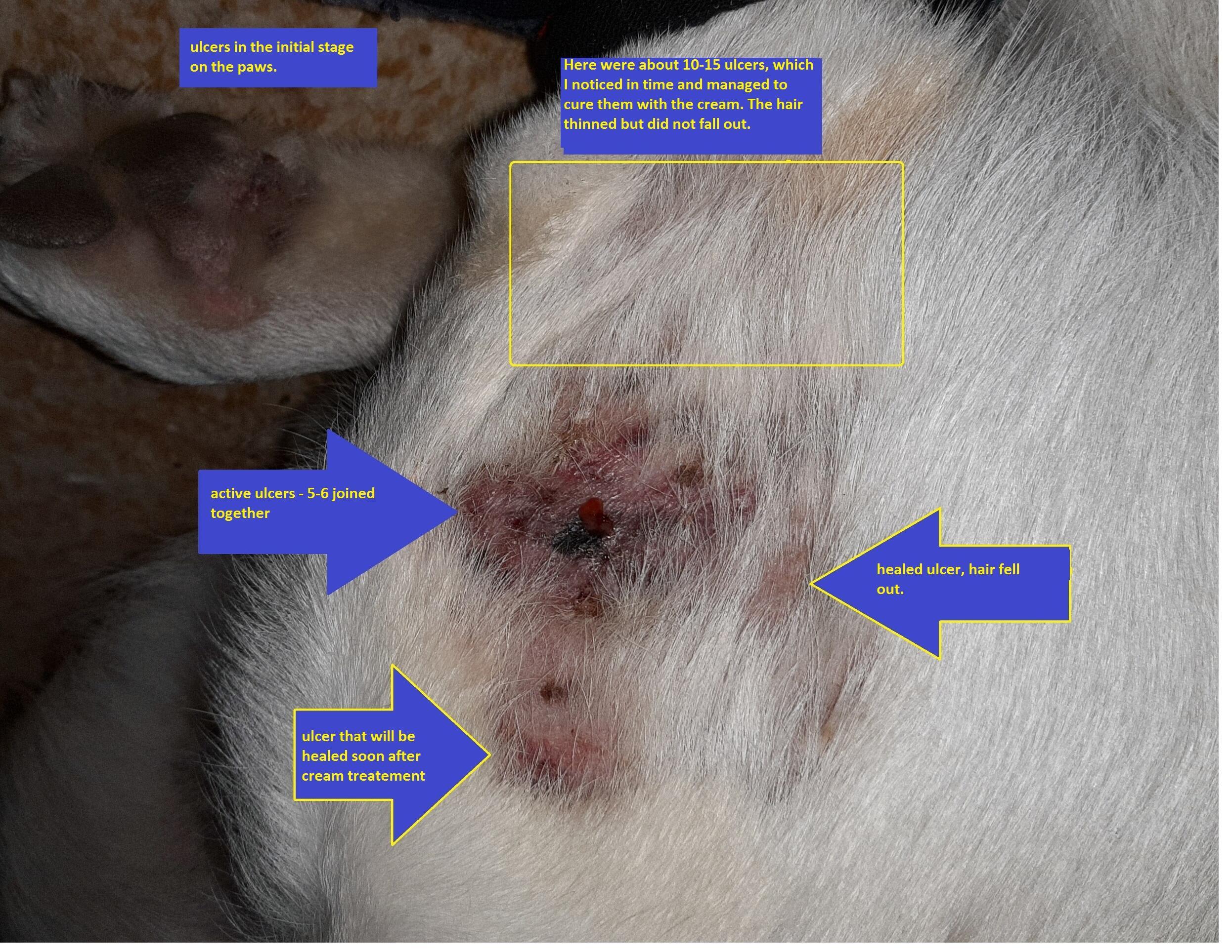 Snapshot of Causes Of Stress Related Skin Ulcers In Dogs On Grain Free Food
