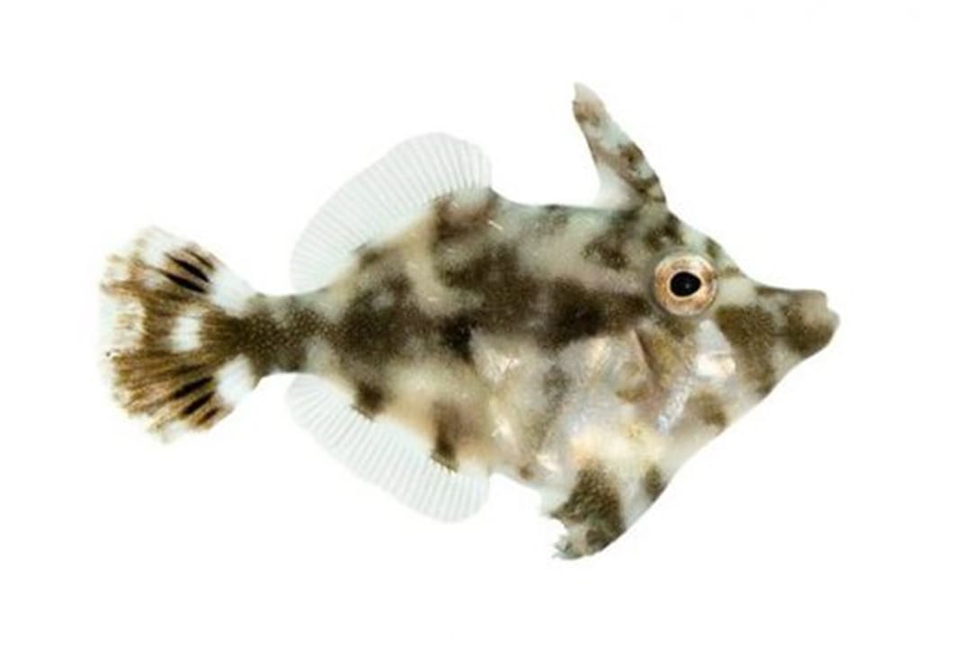 American Flagfish (Jordanella floridae)