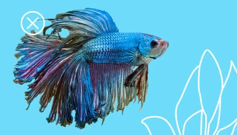 betta fish with fin rot