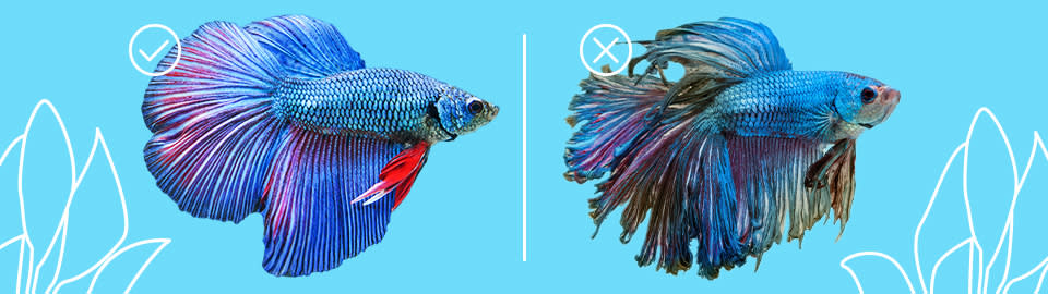 Fish cheap rot betta