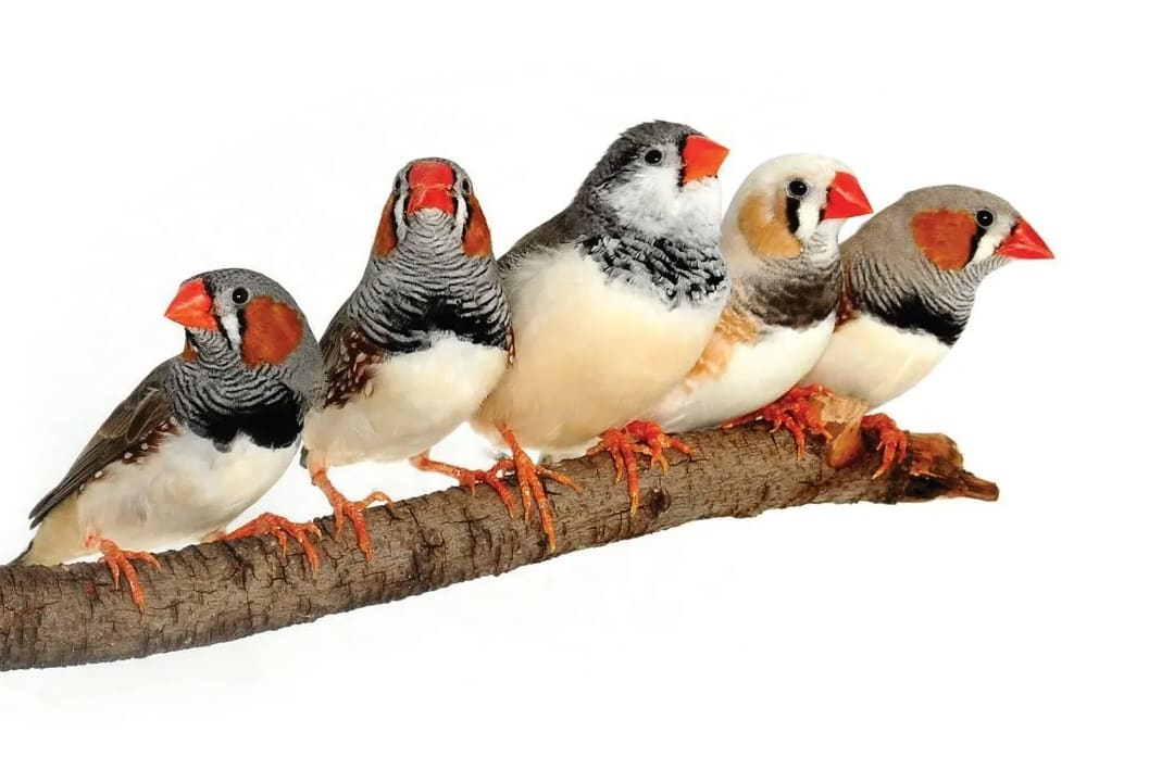 Zebra best sale finch accessories