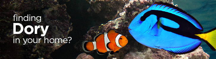 nemo fish petco