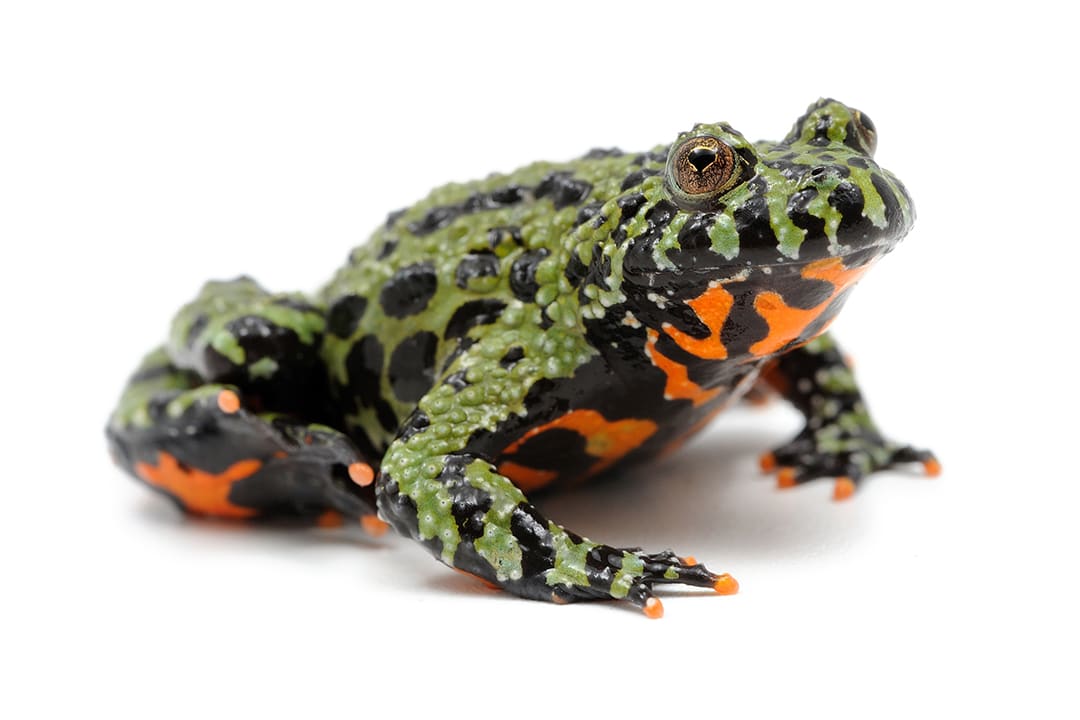 Giant fire sales bellied toad