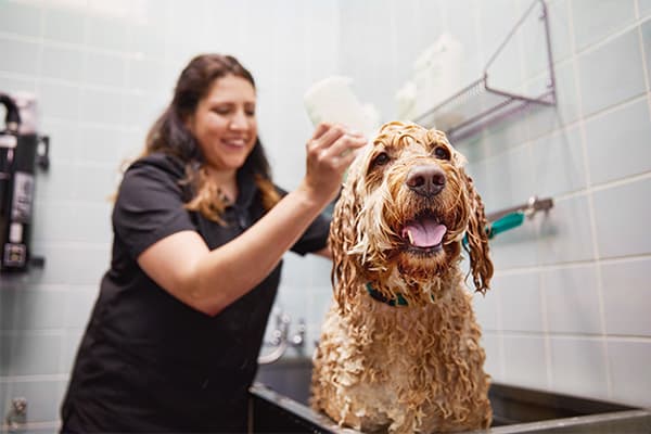 petco dog grooming