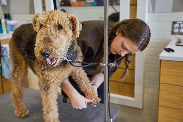 petsmart dog grooming school