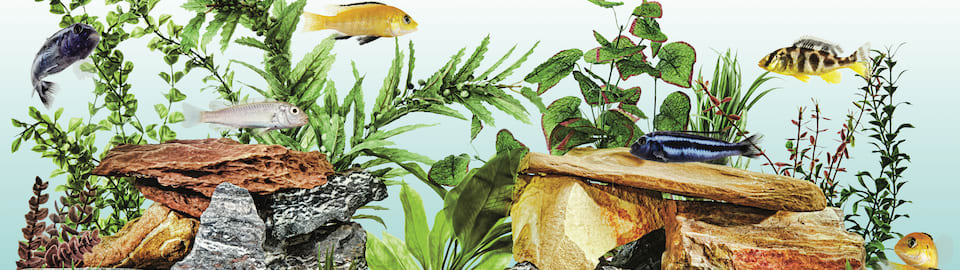 The Planted RANCHU GOLDFISH Tank (wiggle bum paradise or expensive