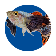Fish Supplies Fish Food Fish Tanks And More Petco