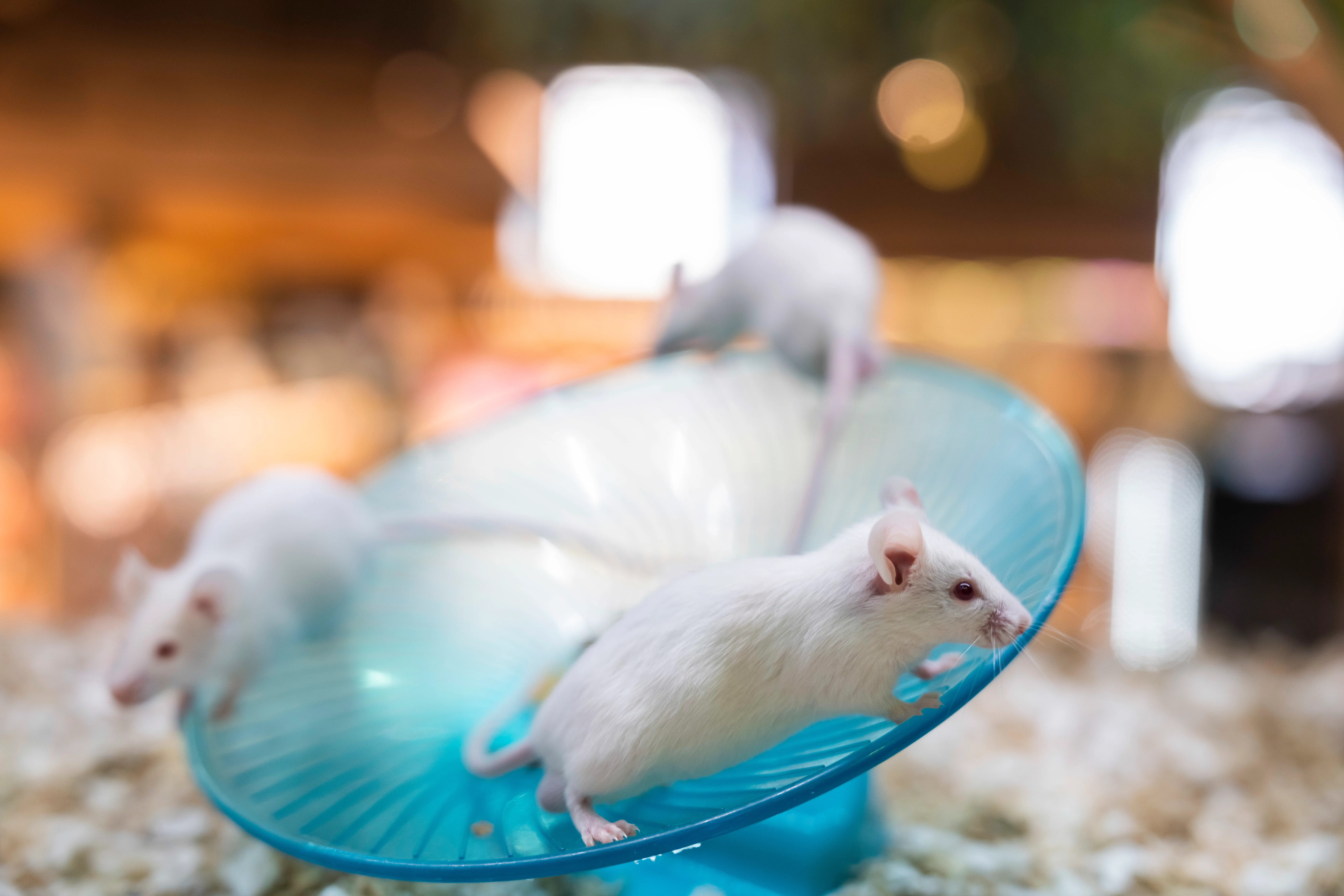 One of the two ferrets is losing his teeth and being a little aggressive. Is there anything i can do to help the process not be so painful as he keeps biting my husband and I? And is there a brand of food thats easier to give while their losing their