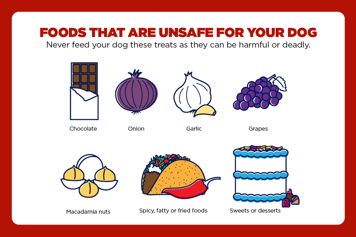 Healthy Snacks for Dogs Safe Human Treats You Can Feed Your Pet