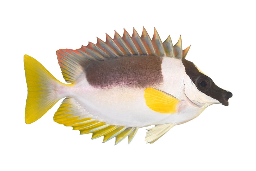 Foxface/Rabbitfish caresheet