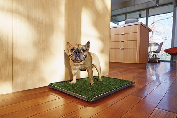 frenchie on fake potty grass