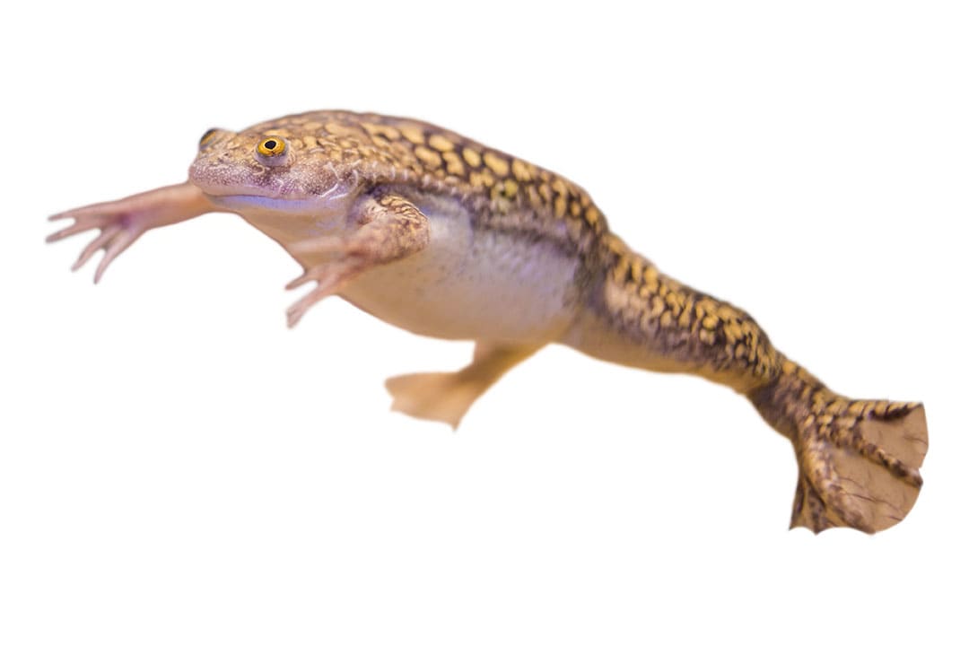 freshwater amphibian care sheet