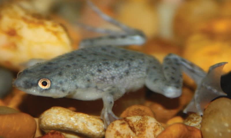 Freshwater Amphibians | Petco