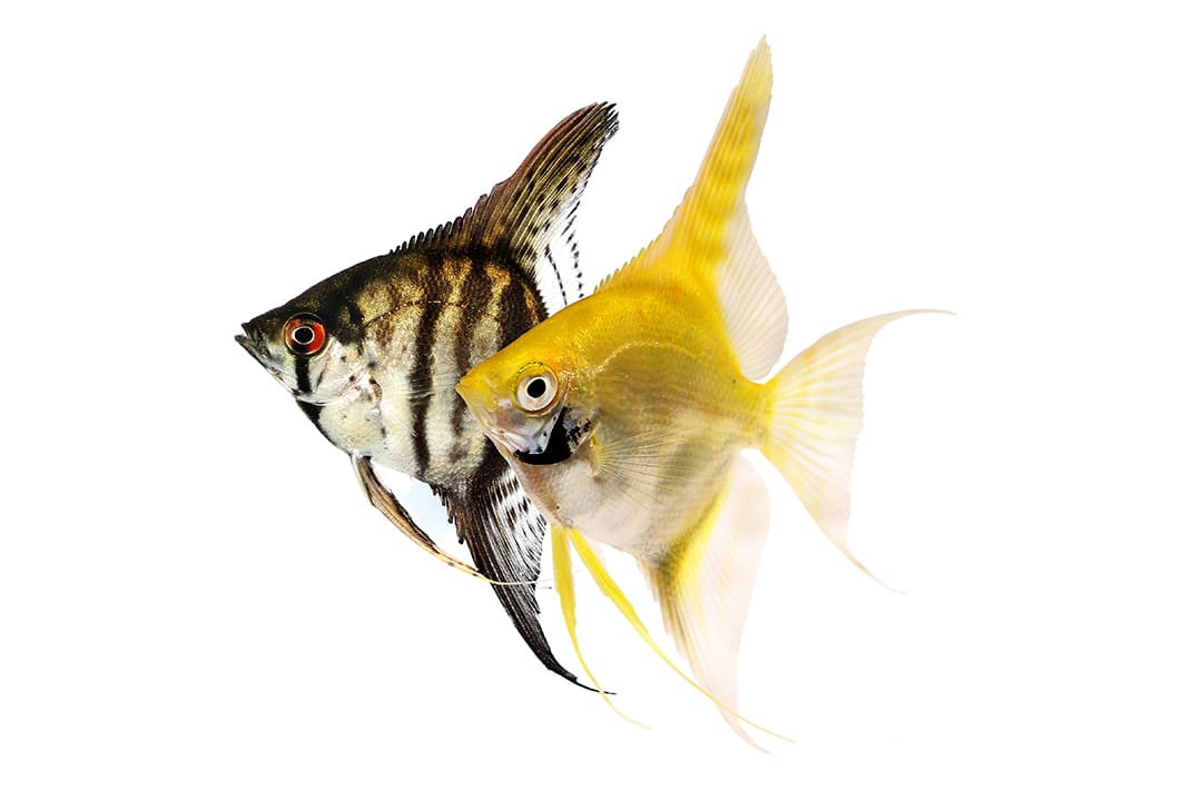 Freshwater Angelfish Care Sheet: Food, Tank Size, Compatibility