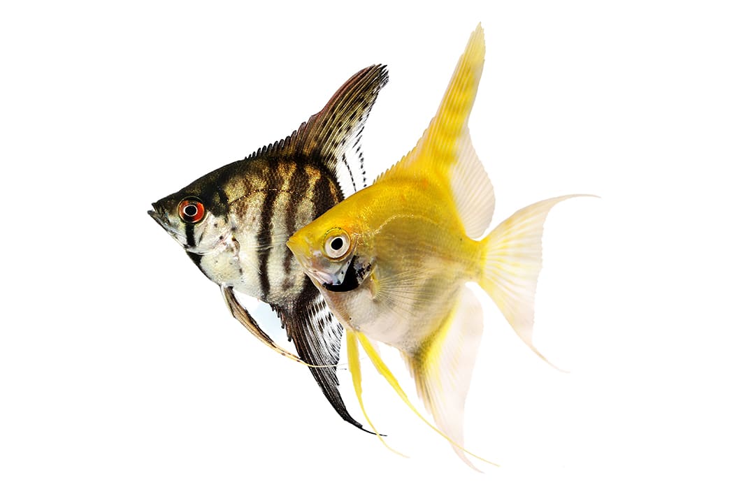 Angelfish aquarium shop