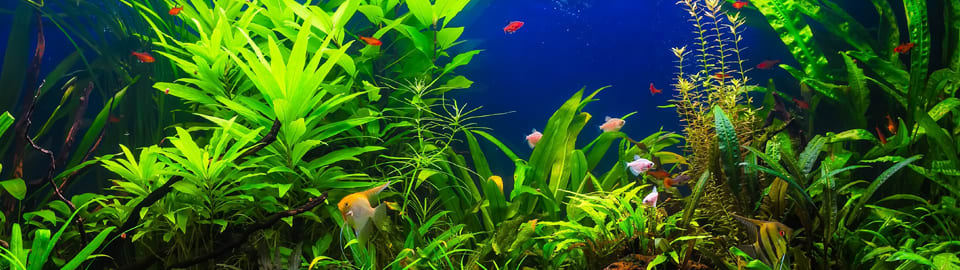 Using Salt in Freshwater Aquariums