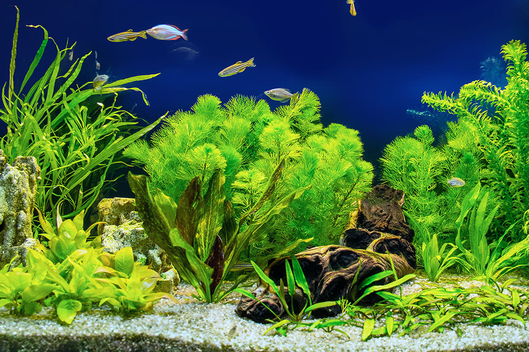 Freshwater 2025 aquarium care