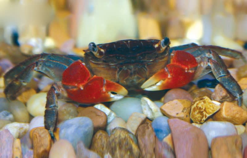 tropical fish tank crabs