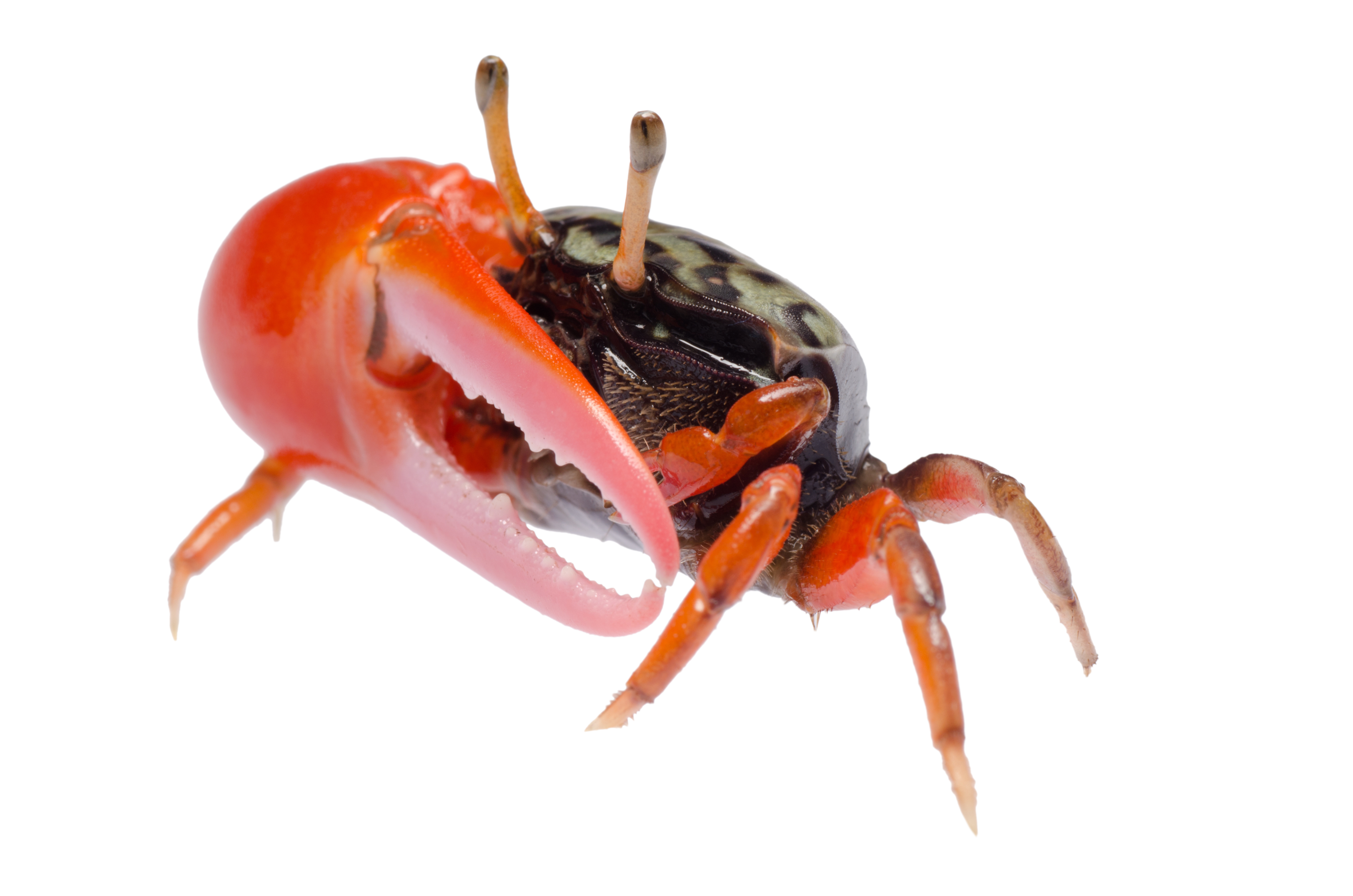 Freshwater Crab