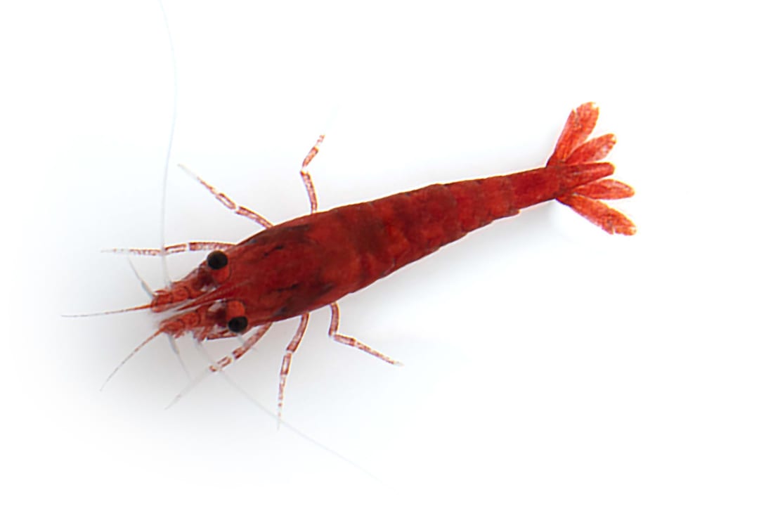 Freshwater Crustacean