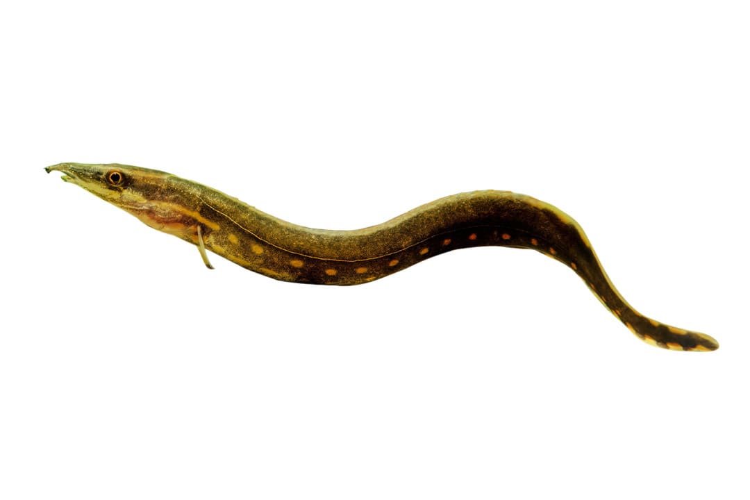 Freshwater Eel Care Sheet: Food, Tank Size, Compatibility | Petco