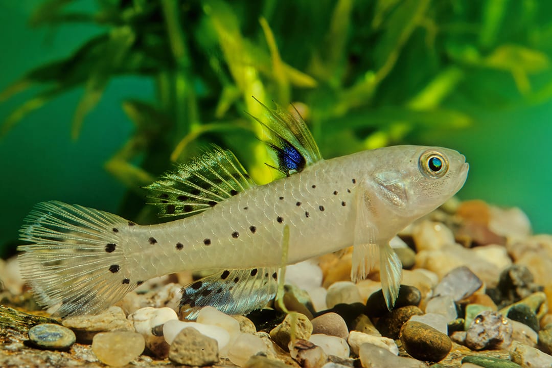 Butterfly store goby care