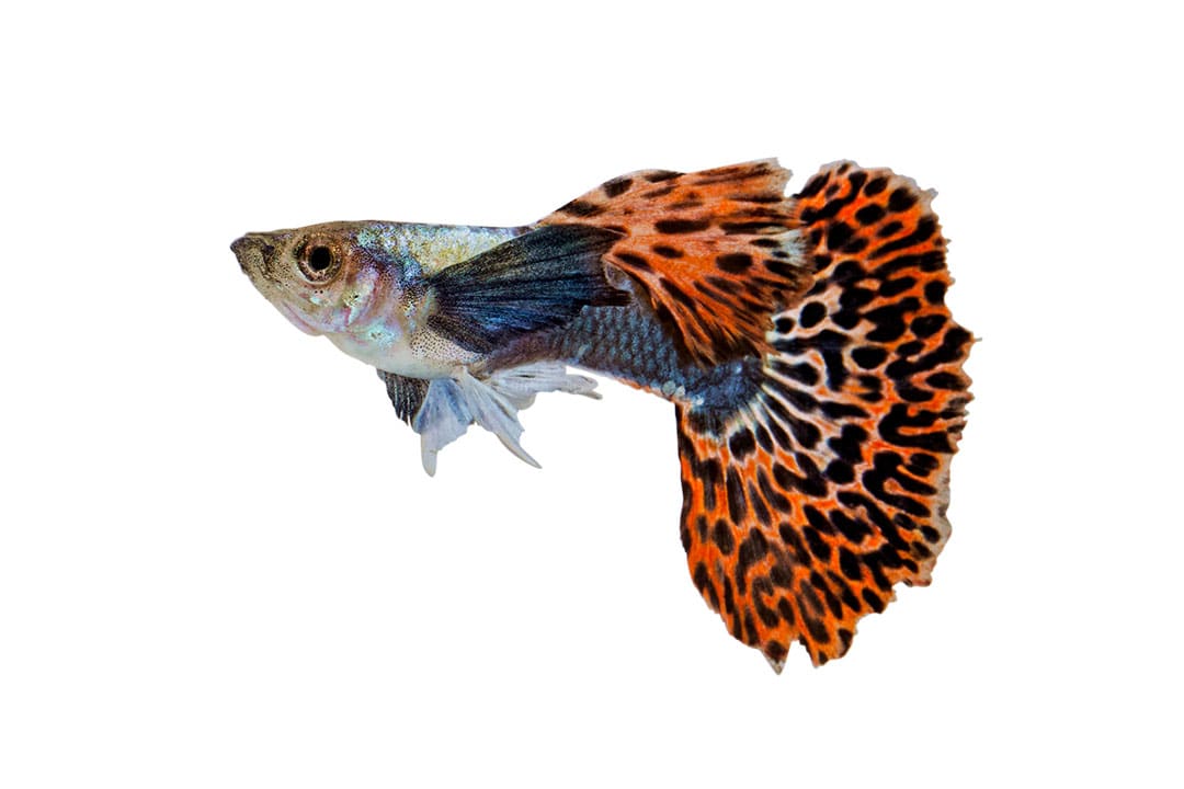 Types of shop fish at petco