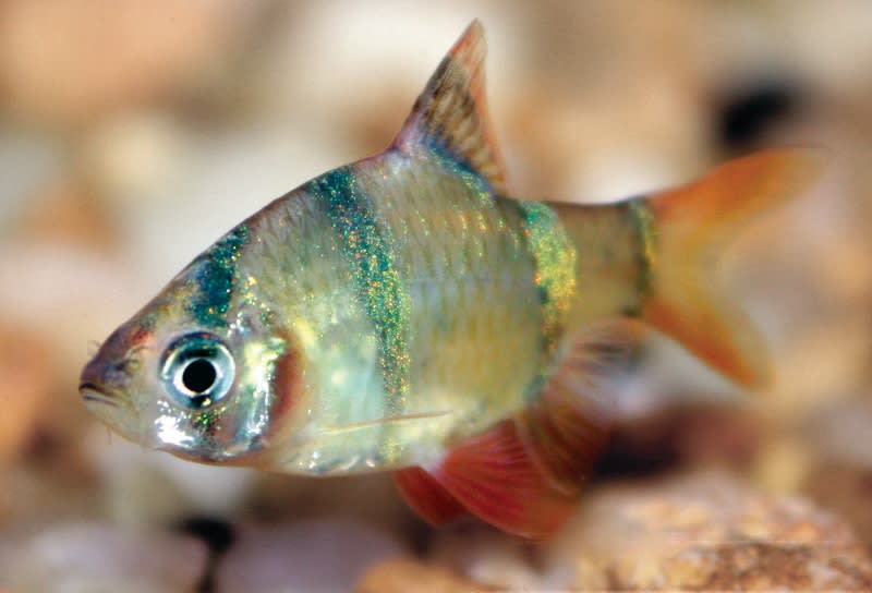 freshwater fish non aggressive