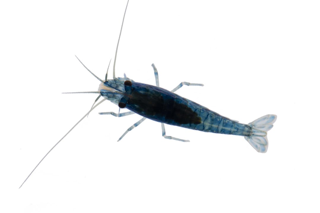 Ghost Shrimp (Palaemonetes paludosus) - Standard Aquarium Label