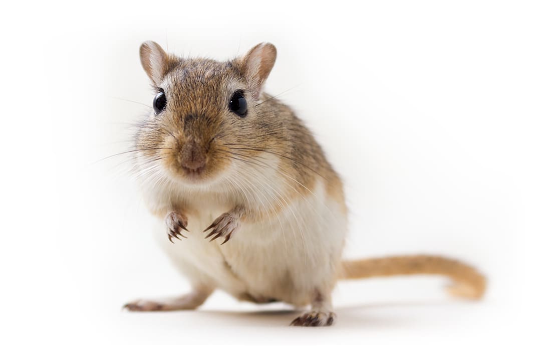 Dwarf Hamster - Facts and Beyond