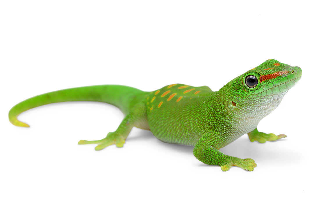 giant day gecko care sheet