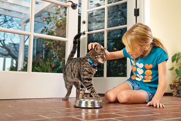 Finding A Pet Sitter Or Cat Boarding Facility