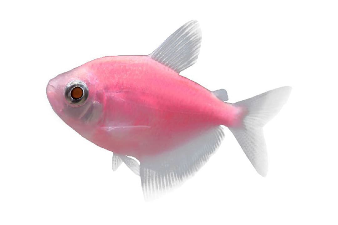 Starfire red tiger 2024 barb glofish care