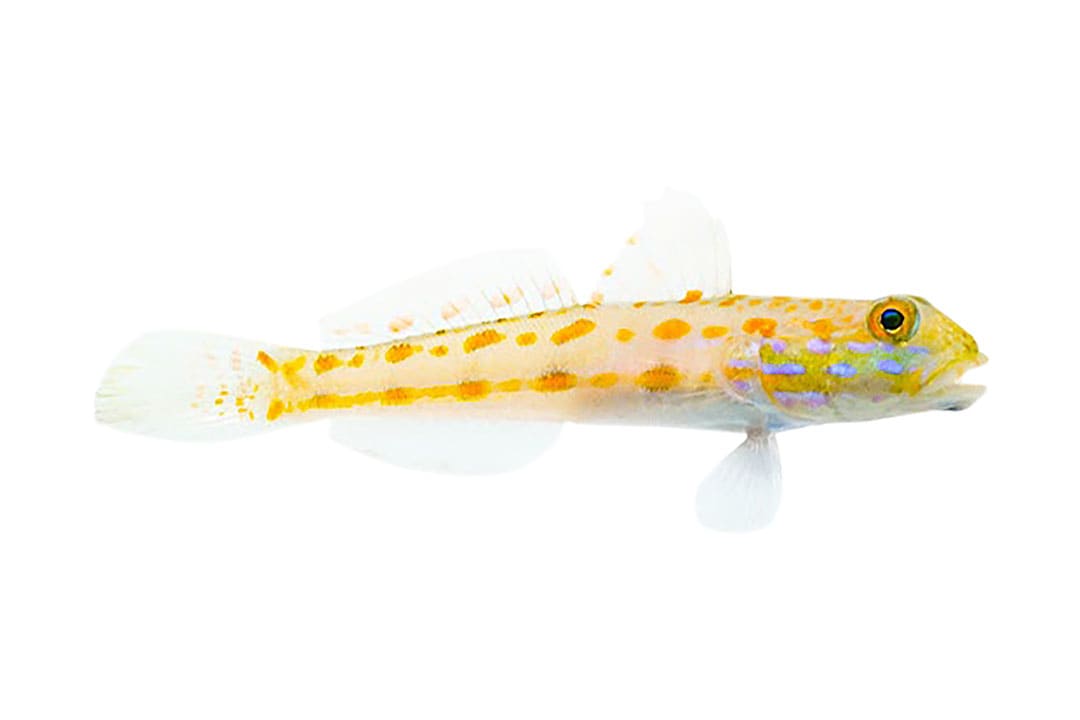 Water cow hotsell goby care