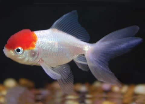 gold fishes at walmart