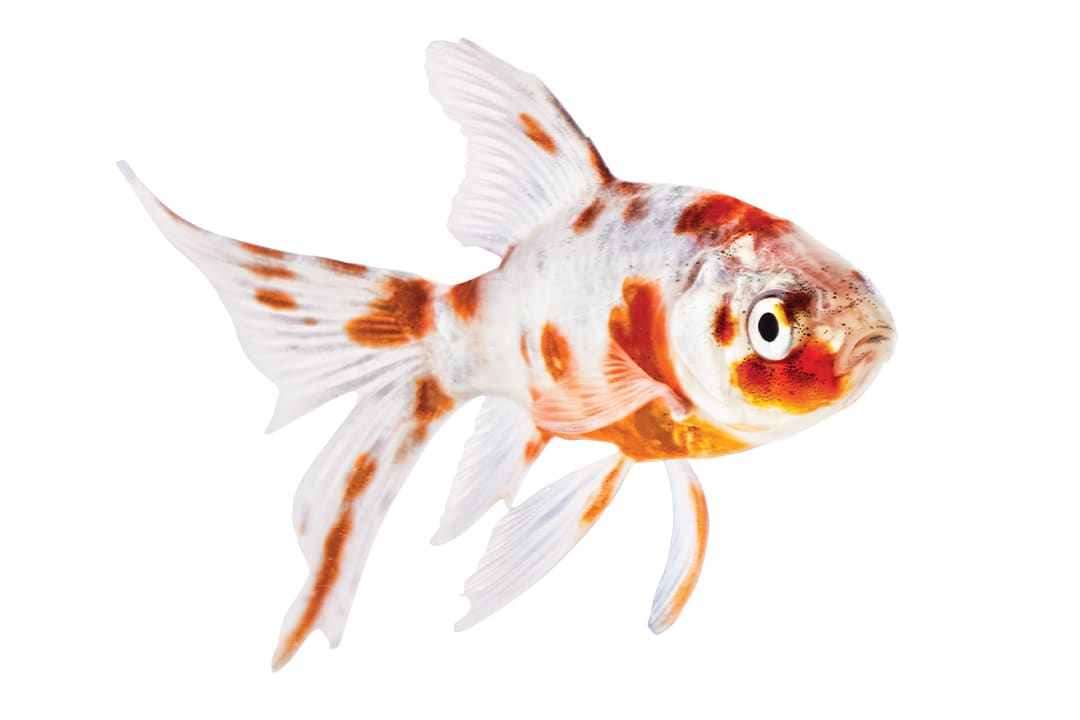 Goldfish, facts and photos