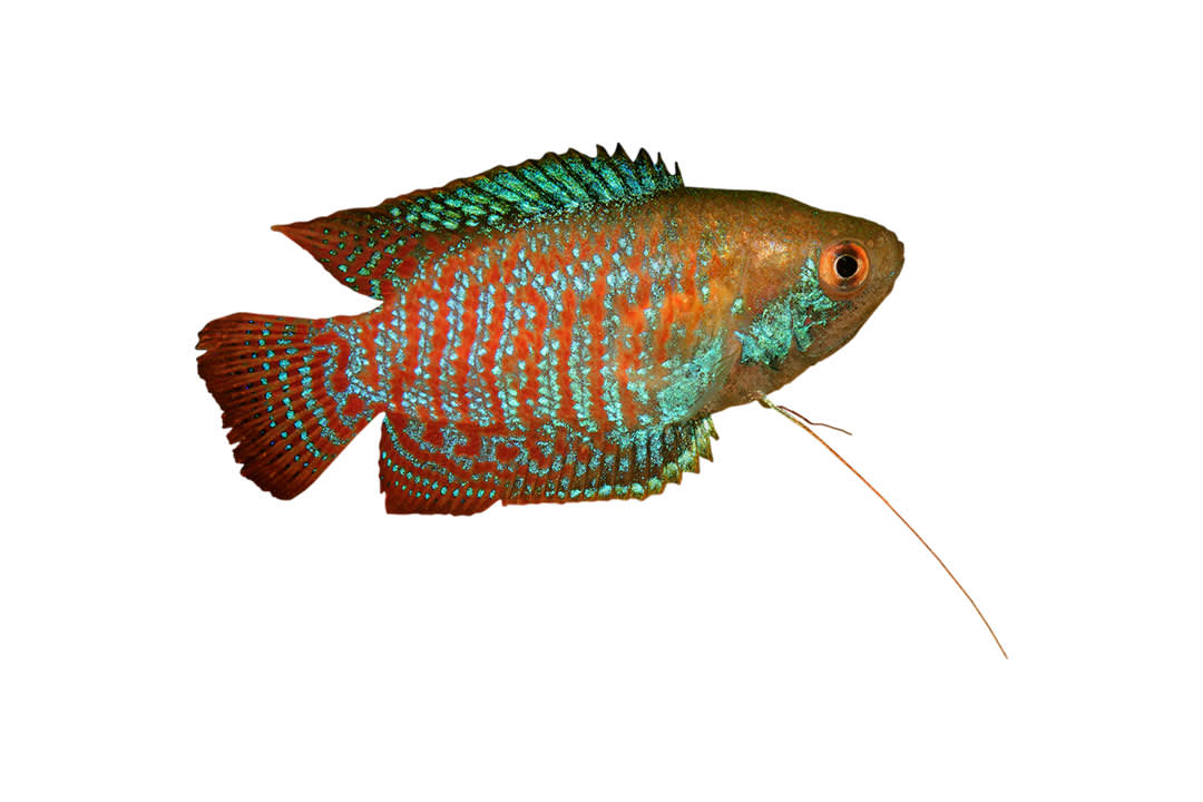 Dwarf gourami fish care best sale