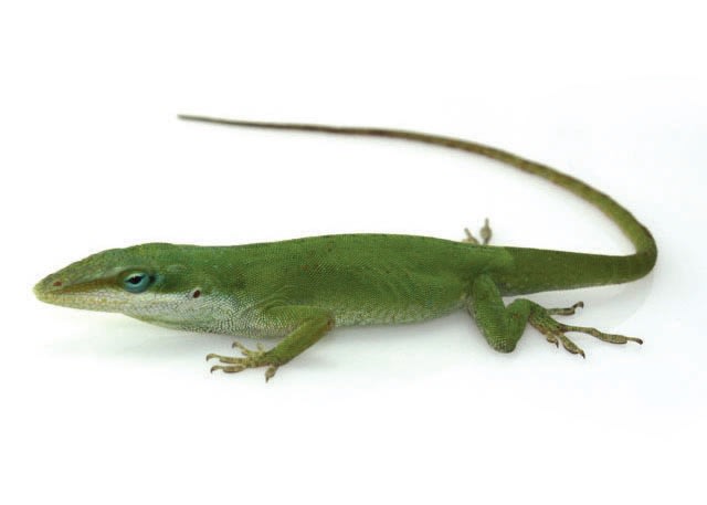 petco anole