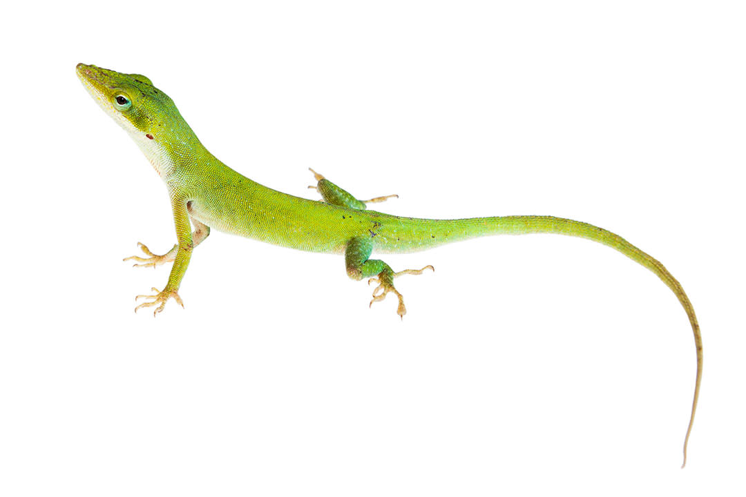 Green and Bahama Anoles