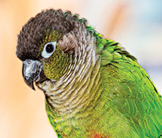 jenday conure price at petco