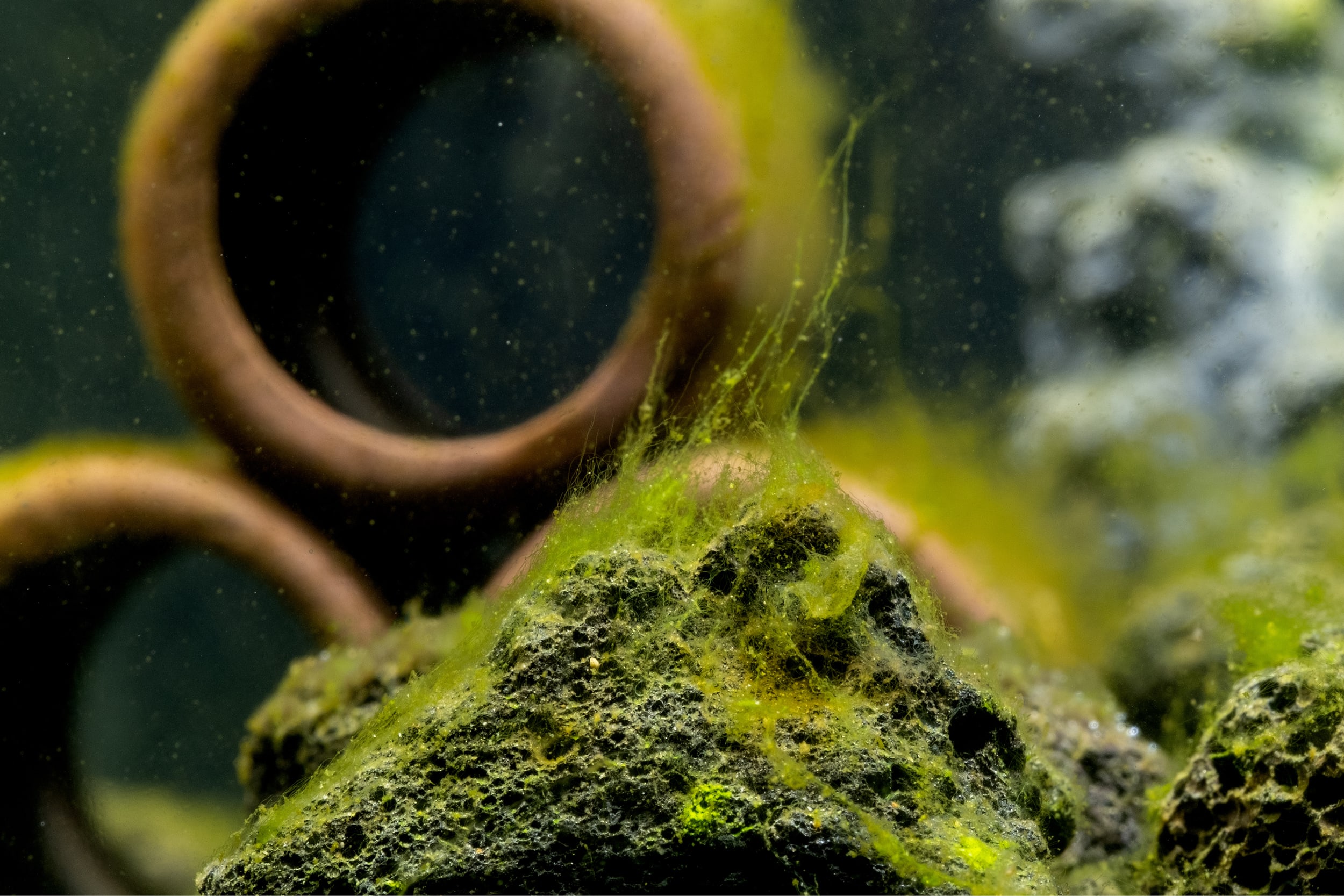 Aquarium Algae: The Different Types of Aquarium Algae | Petco