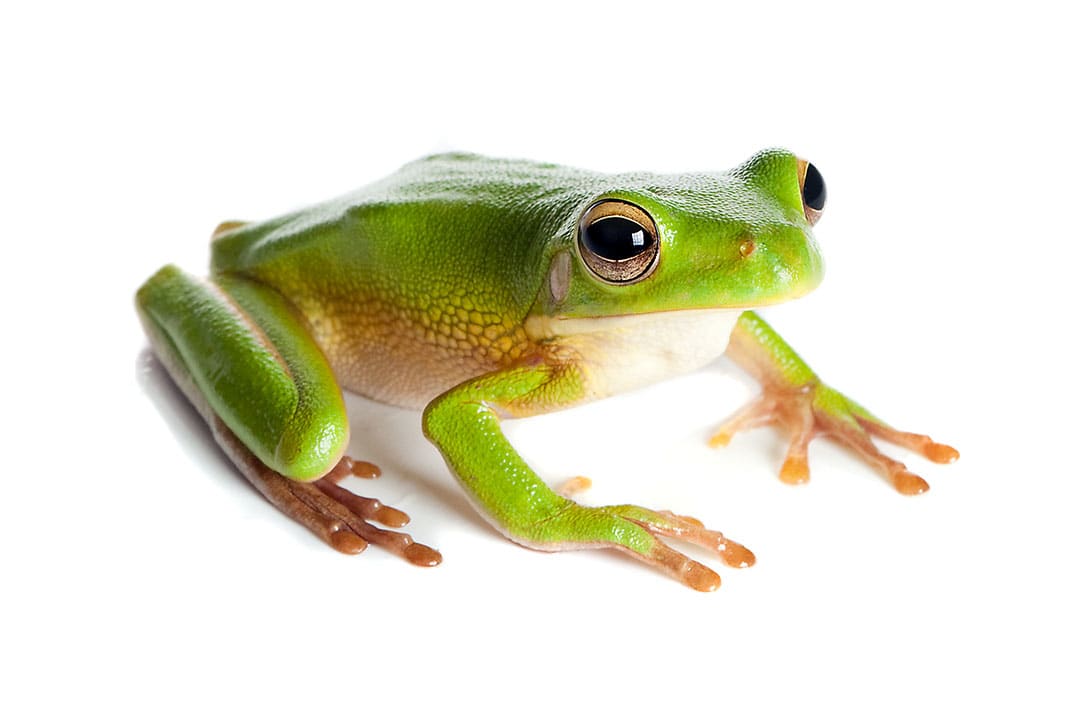 green tree frog