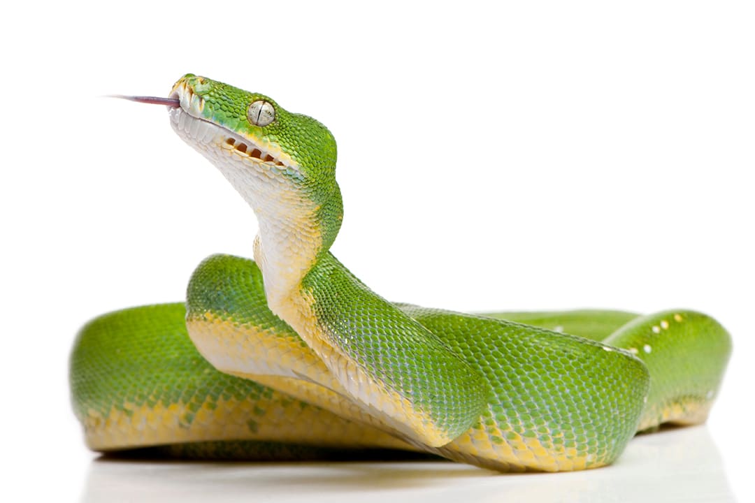 Green Tree Python (Morelia viridis)