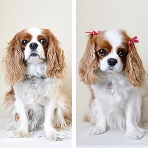Petco Grooming Coupon 20 Off Full Service Bath Petco
