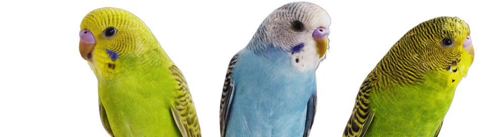 22 Parakeet Fun Facts