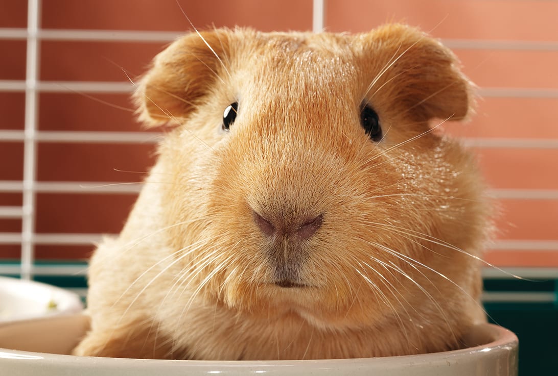 Guinea pig 2024 illness symptoms