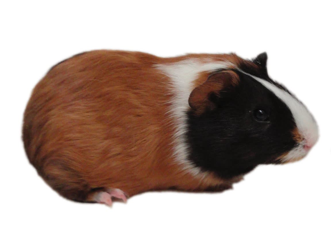 little live pets guinea pig