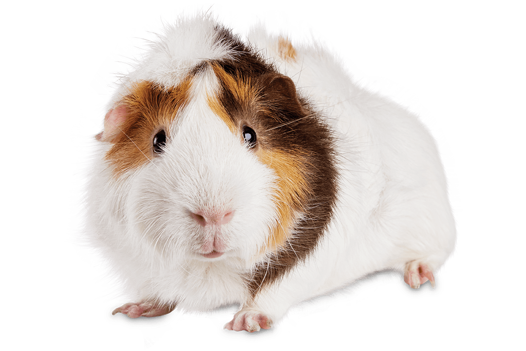 Hamster Care Sheet: Food, Habitat & Health