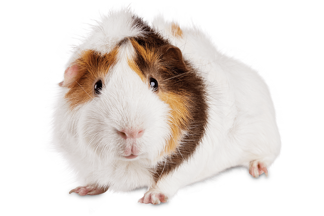 Guinea Pig (Cavia porcellus)
