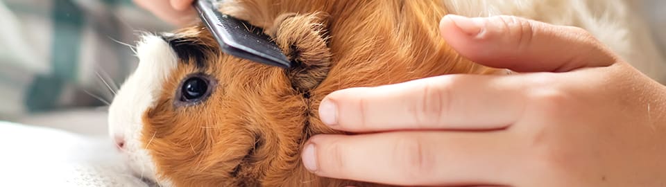 guinea pig being brushed